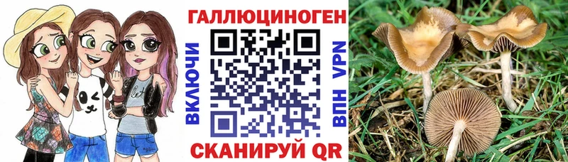 Купить  Болгар  Галлюциногенные грибы мицелий 